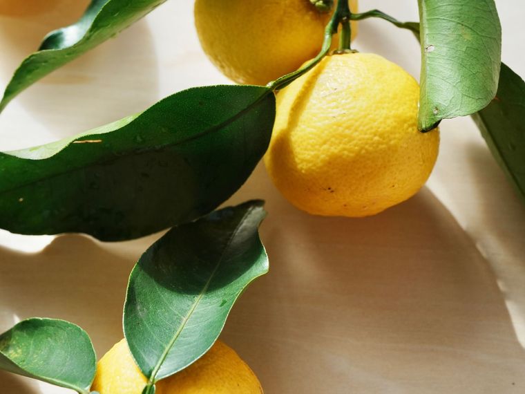 Yuzu fruit with leaves