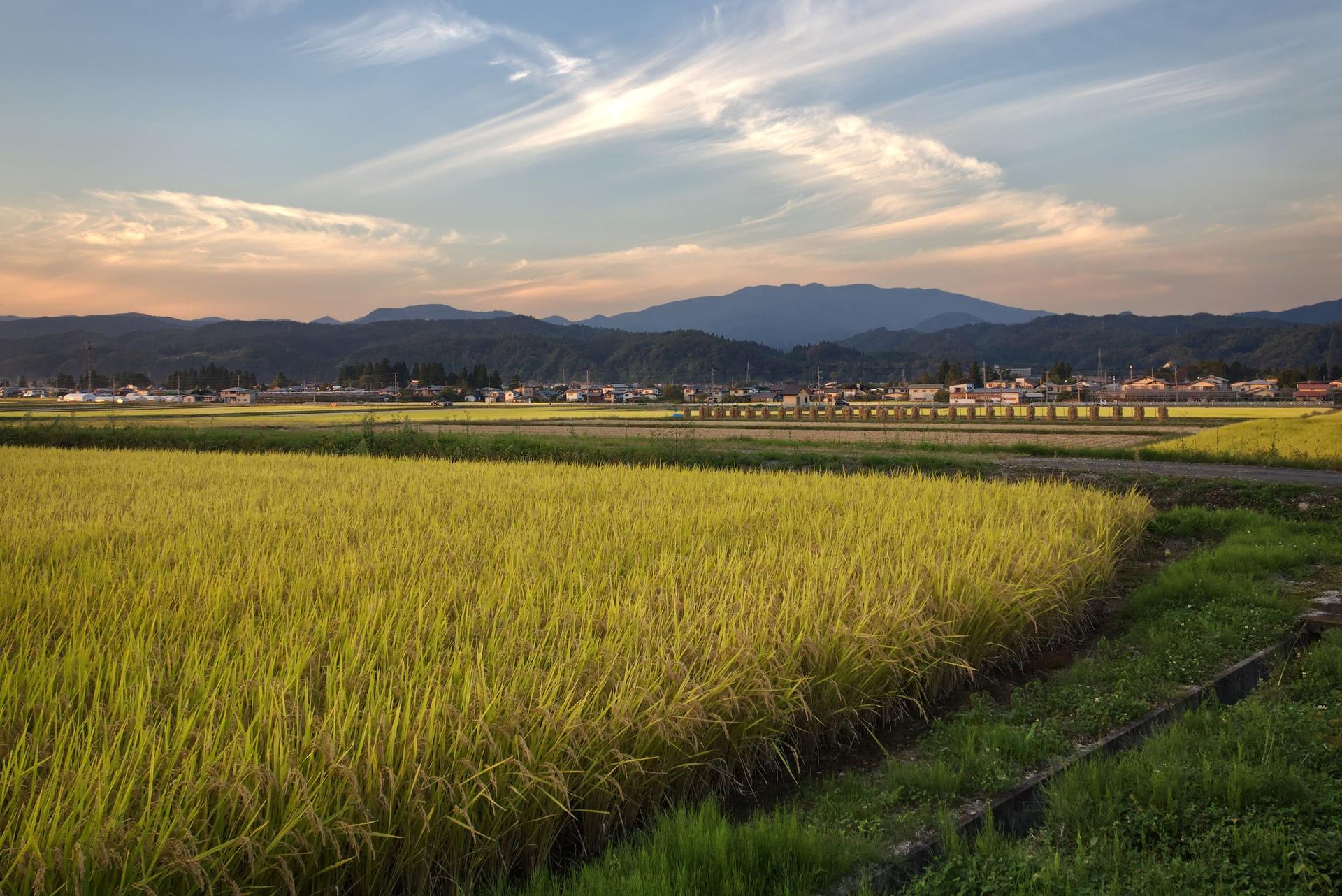 Rice fields in Japan at the end of the growing season